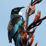 Tui